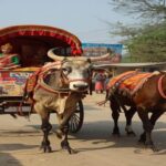 Traditional rural Media